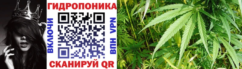 Бошки Шишки семена  Липки 